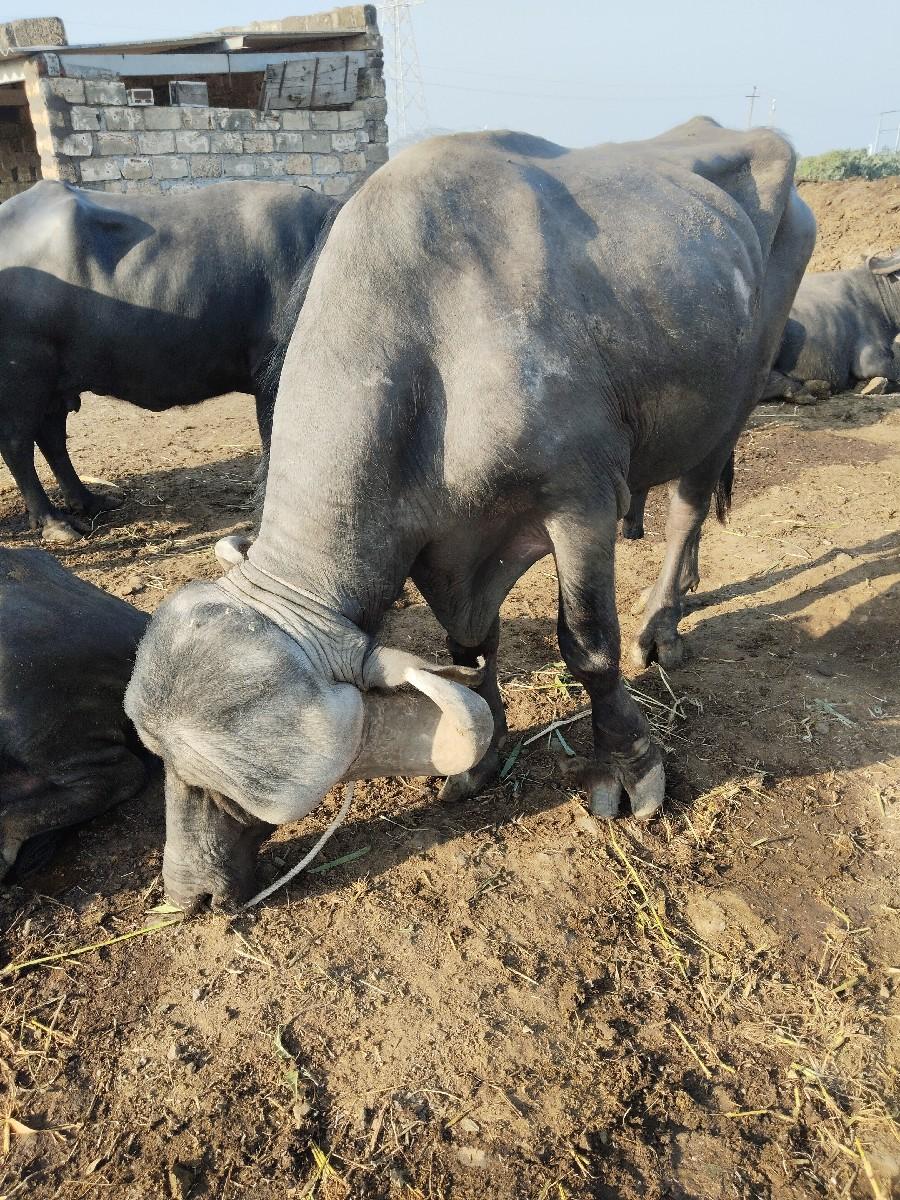 થંબનેલ 2