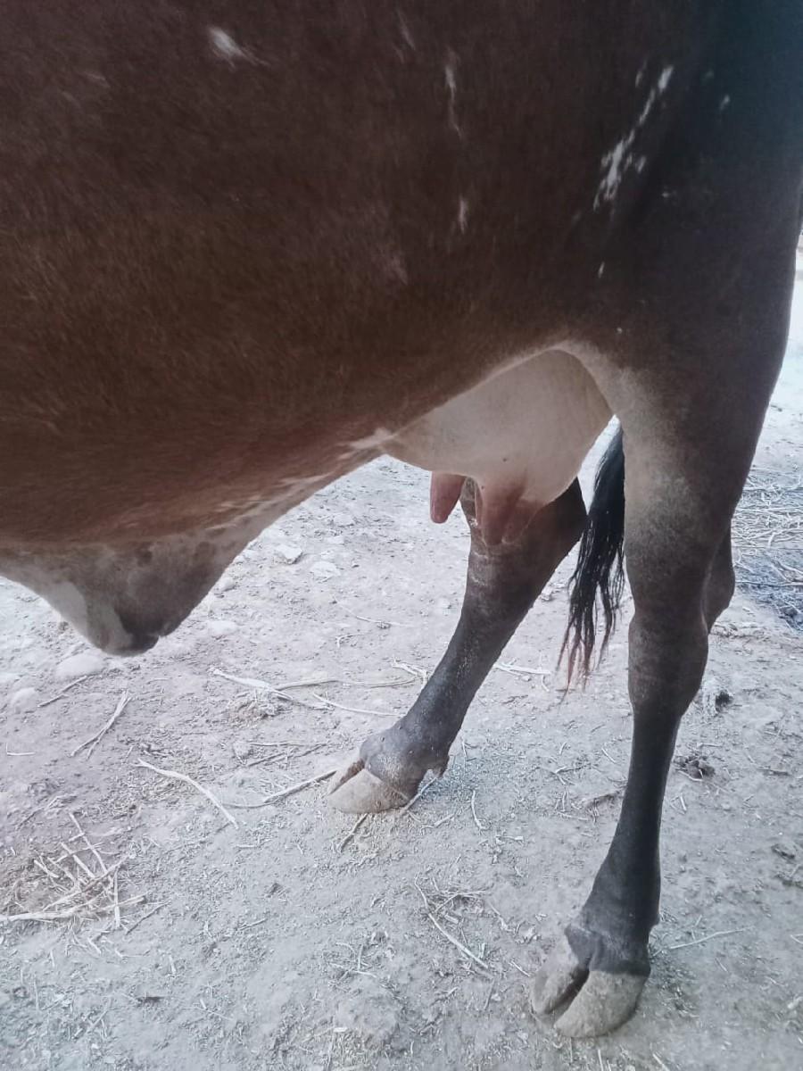 થંબનેલ 2