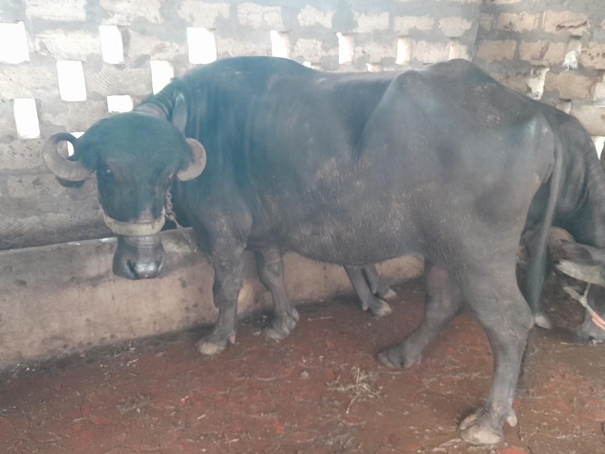 થંબનેલ 2