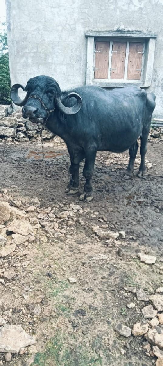 થંબનેલ 3