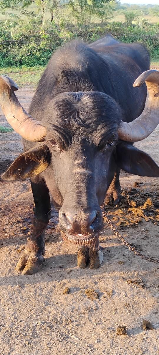 થંબનેલ 2