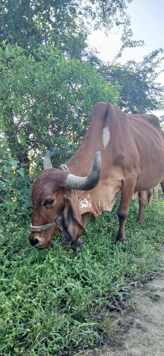 થંબનેલ 3