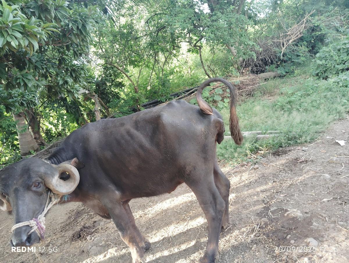 થંબનેલ 2