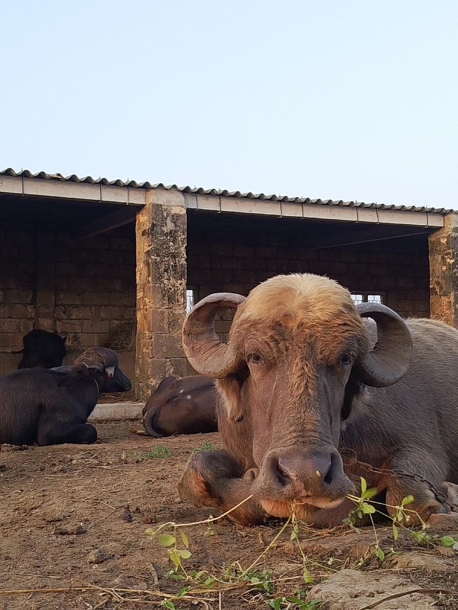 આ ભેંસ વેચવાની છે.