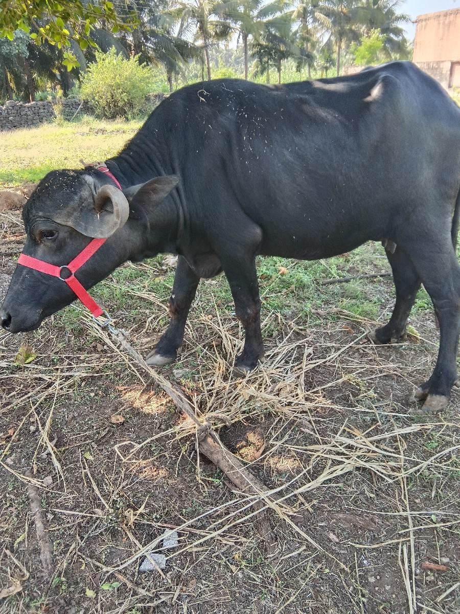 ટોપલ જાફરાબાદ઼ી ખડેલી