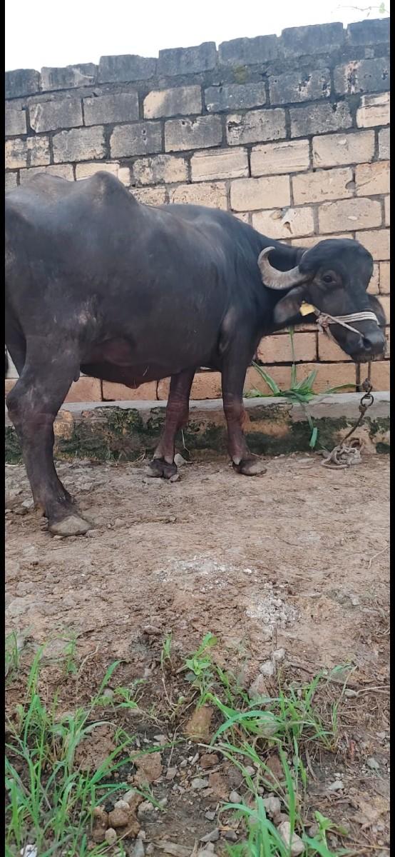 થંબનેલ 2