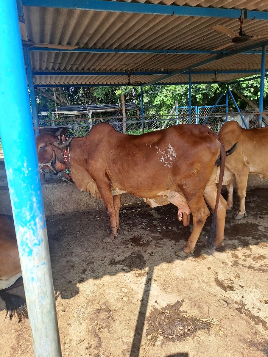 થંબનેલ 2