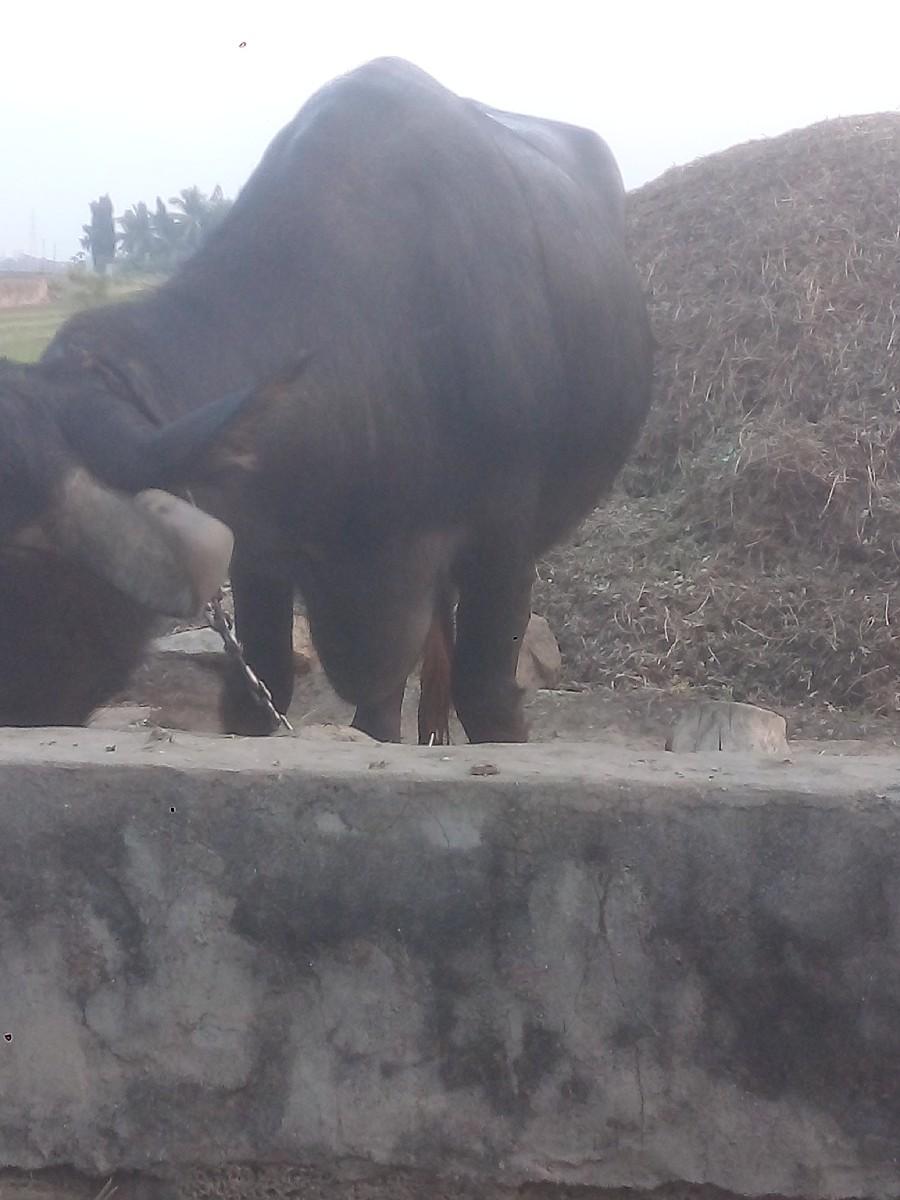 થંબનેલ 3