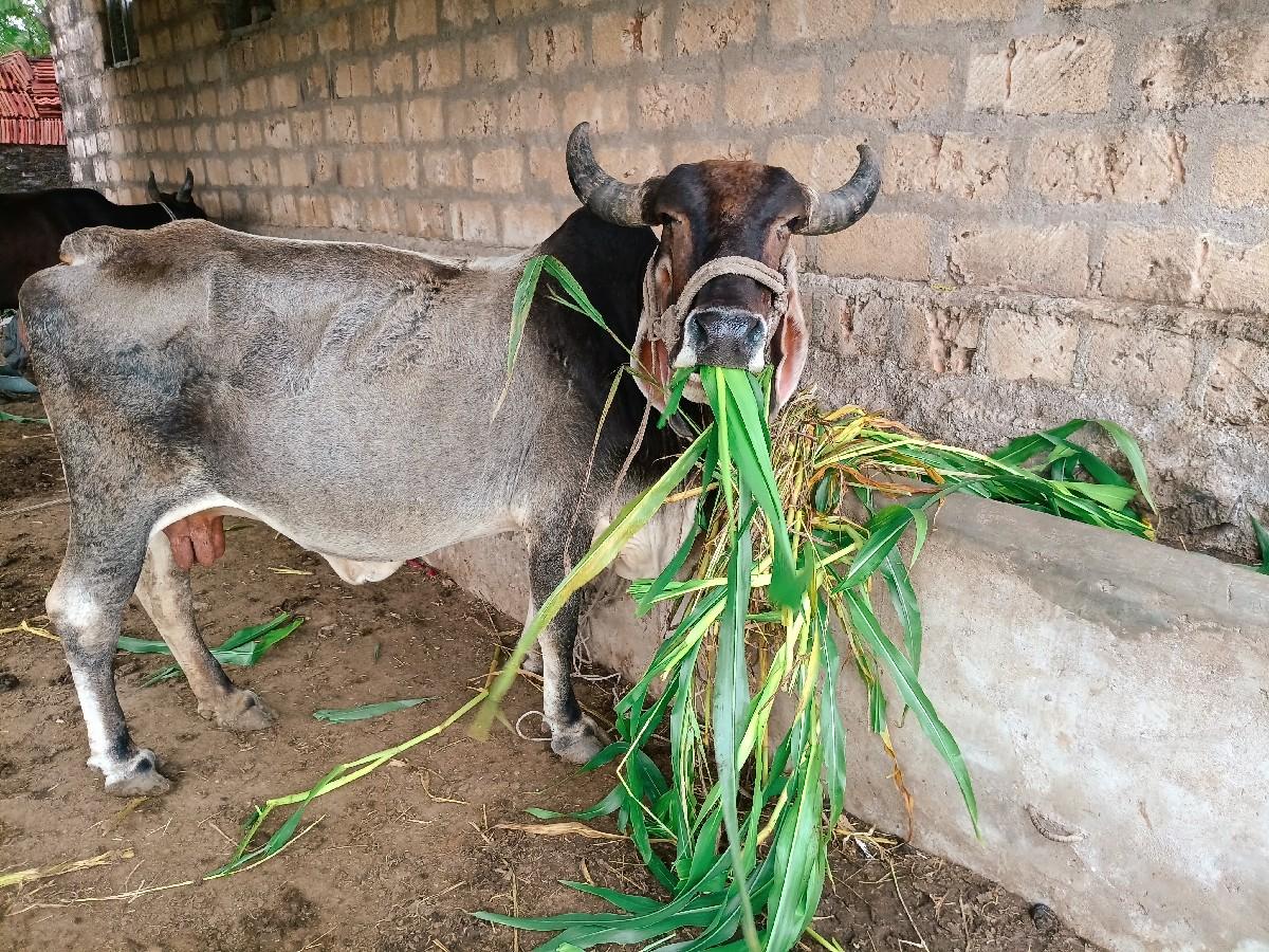 ગાય વેચવાની છે