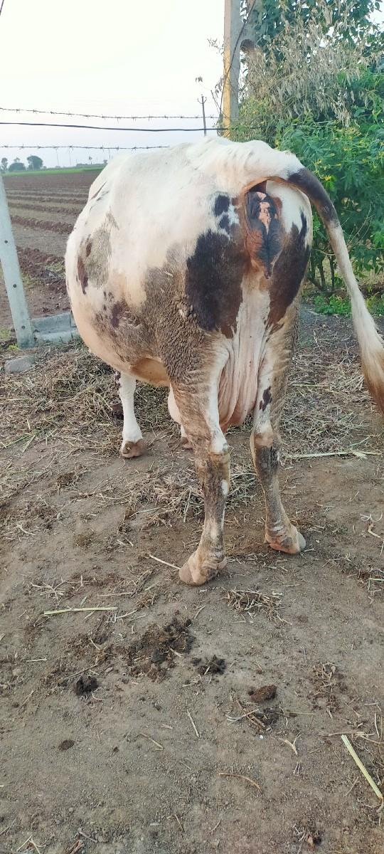 થંબનેલ 3