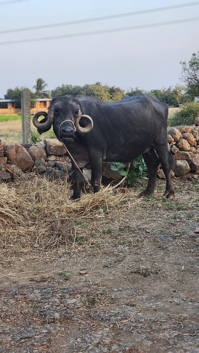 થંબનેલ 2