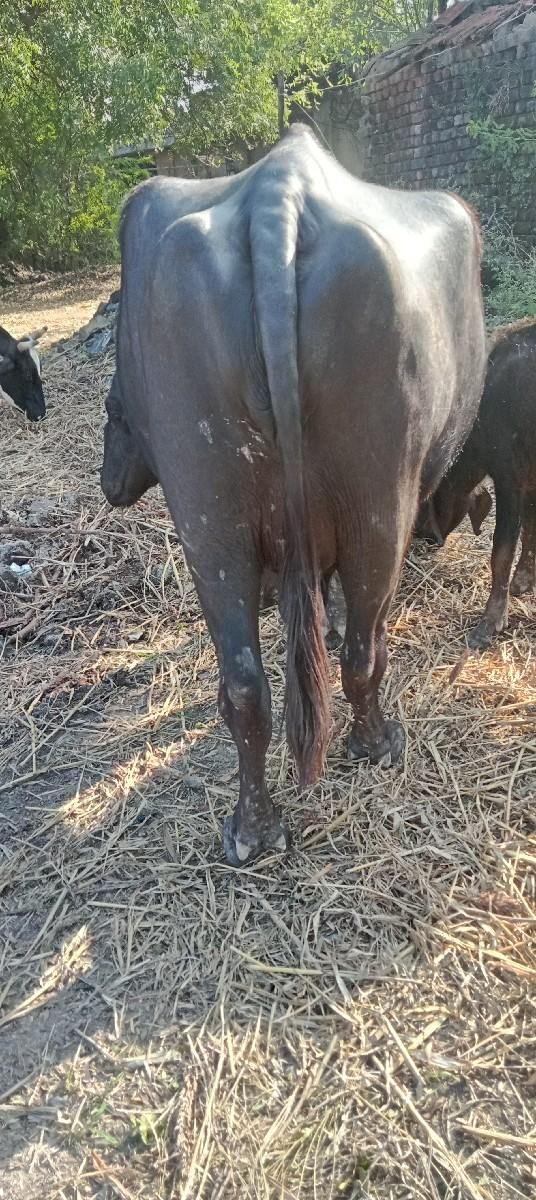 થંબનેલ 2