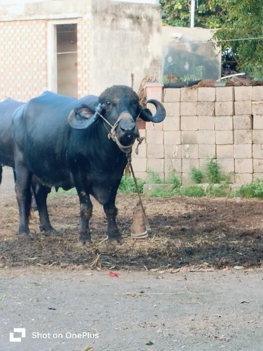 ભેંસ વેચવા ની છે