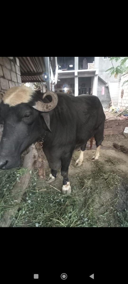 વેચવાની છે