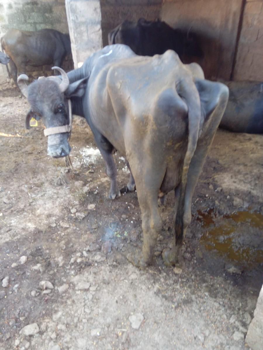 ભેંસ વેચવાની છે
