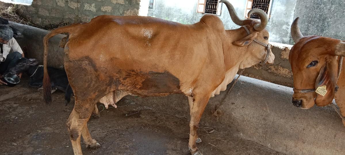 થંબનેલ 3