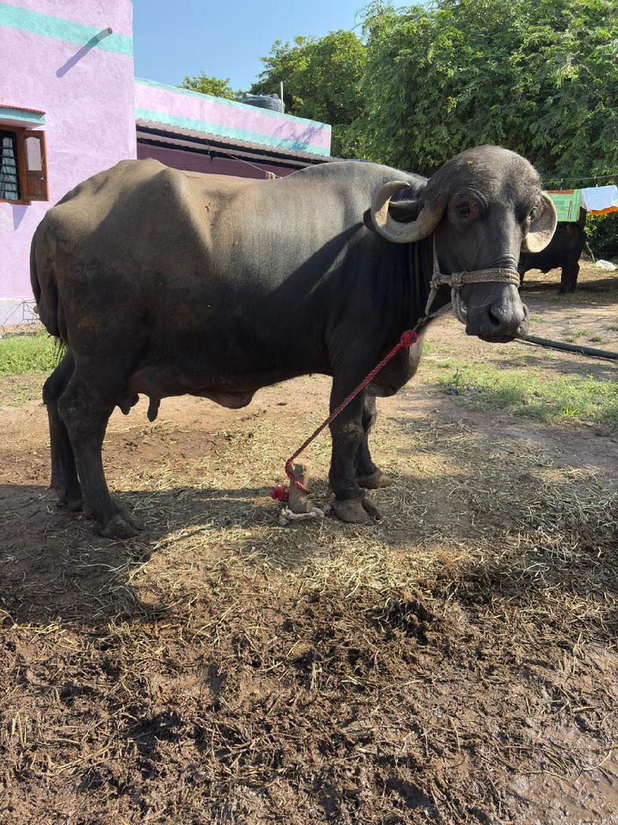 ભેંશ વેચવાની છે