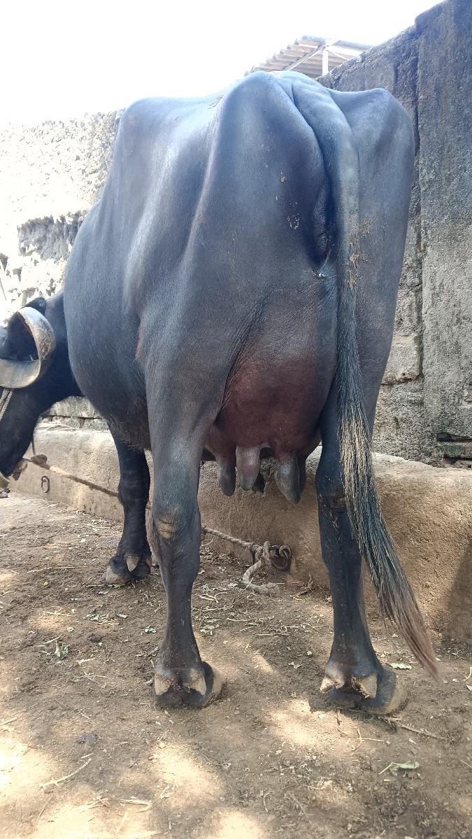 ભેંસ વેચવાની છે