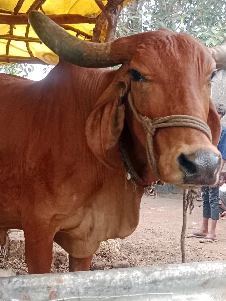 ગાય વેચવાની છે