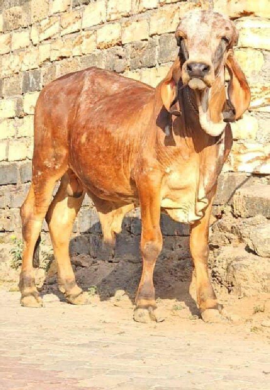 થંબનેલ 3