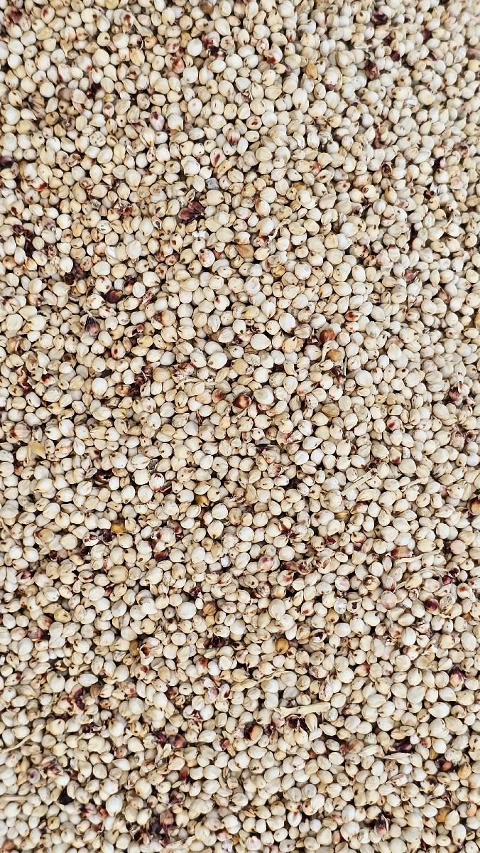 જુવાર બિયારણ