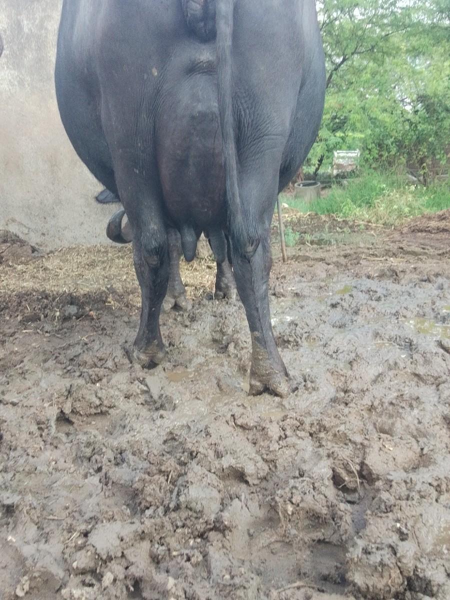 થંબનેલ 2