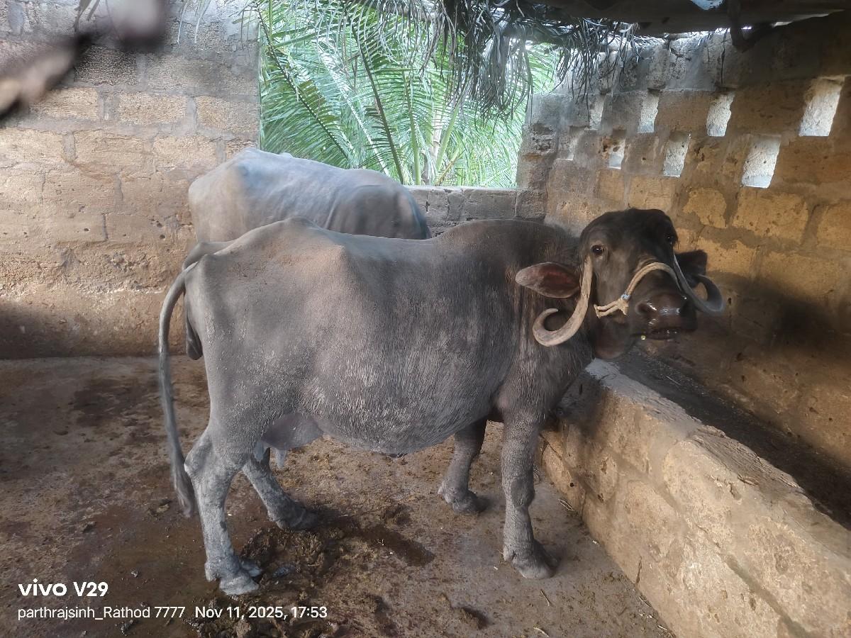 થંબનેલ 2