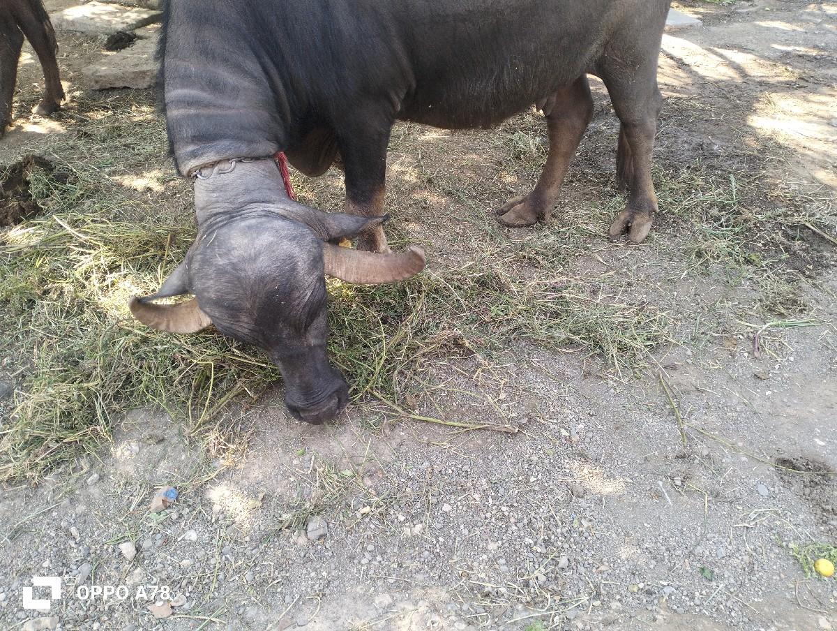 ભેંસ વેચવાની છે  2 વેતર વયાછે