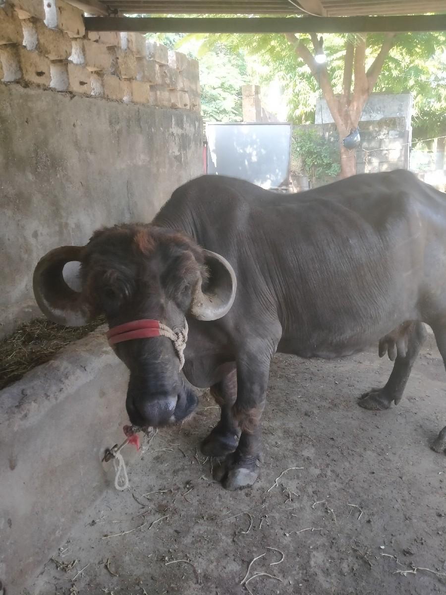 ભેંશ વેશવાનીછે