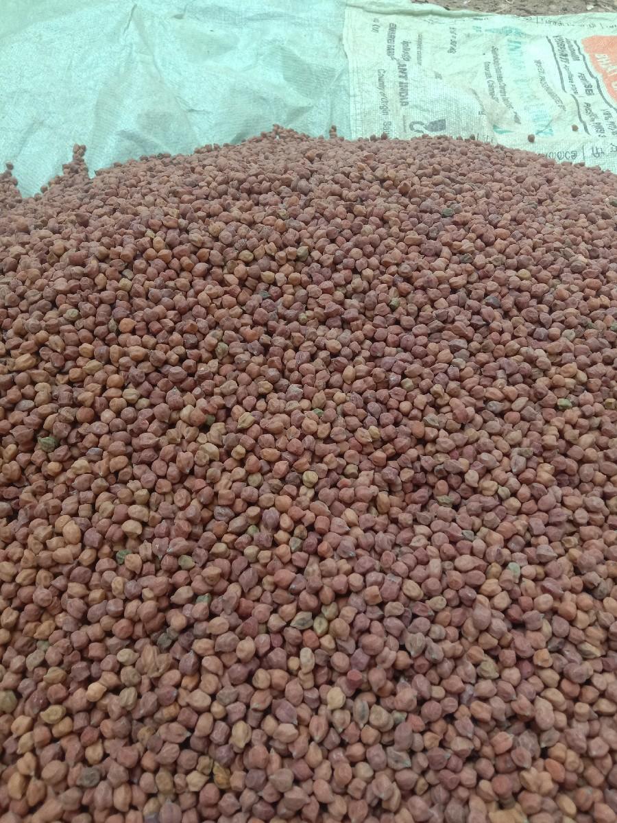 ચણા નુ બિયારણ વેચવાનું છે