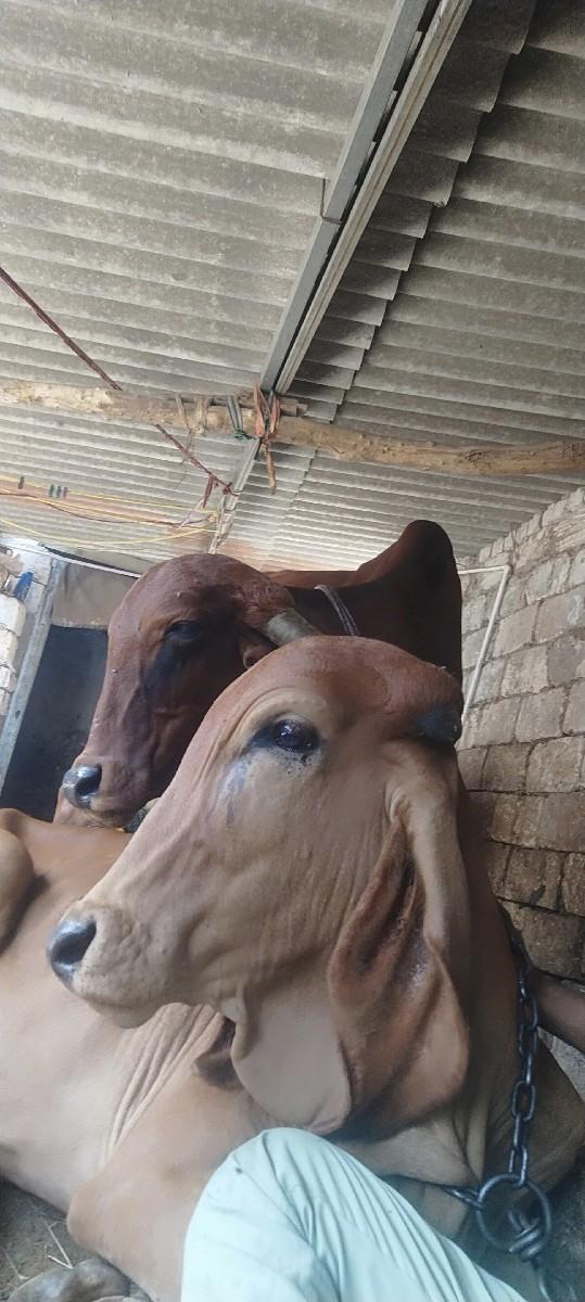 થંબનેલ 3