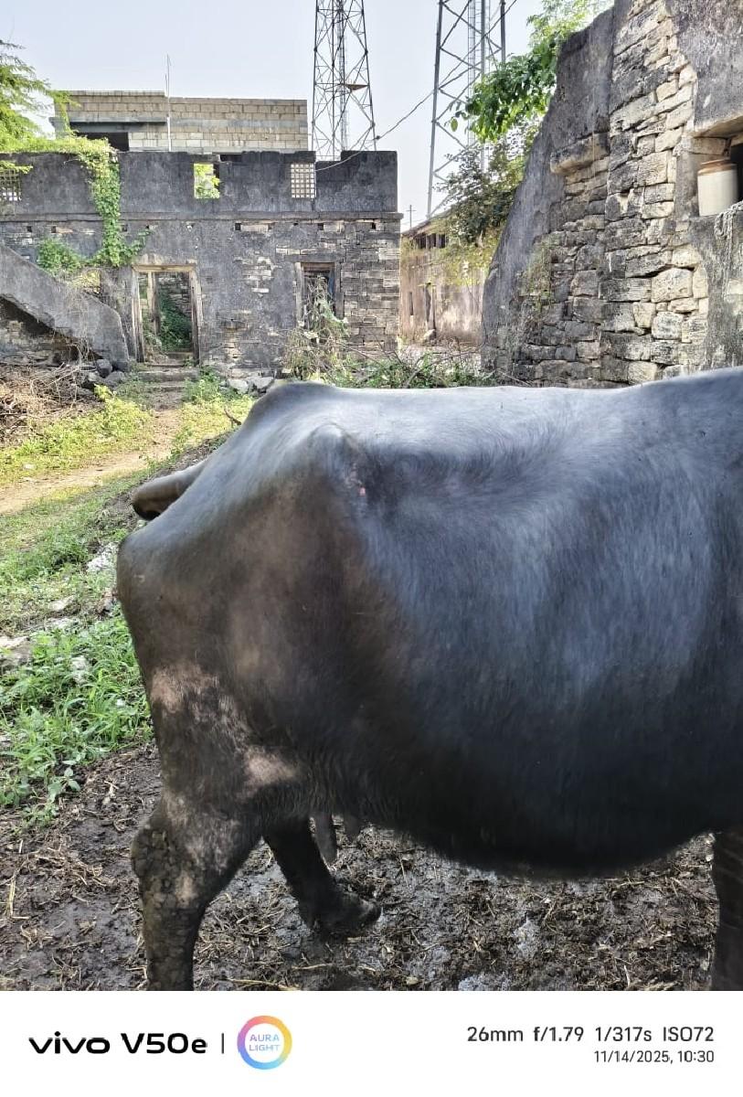 થંબનેલ 3