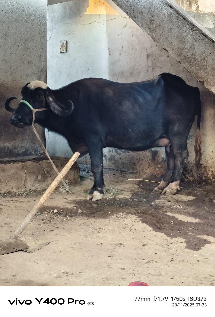 થંબનેલ 3