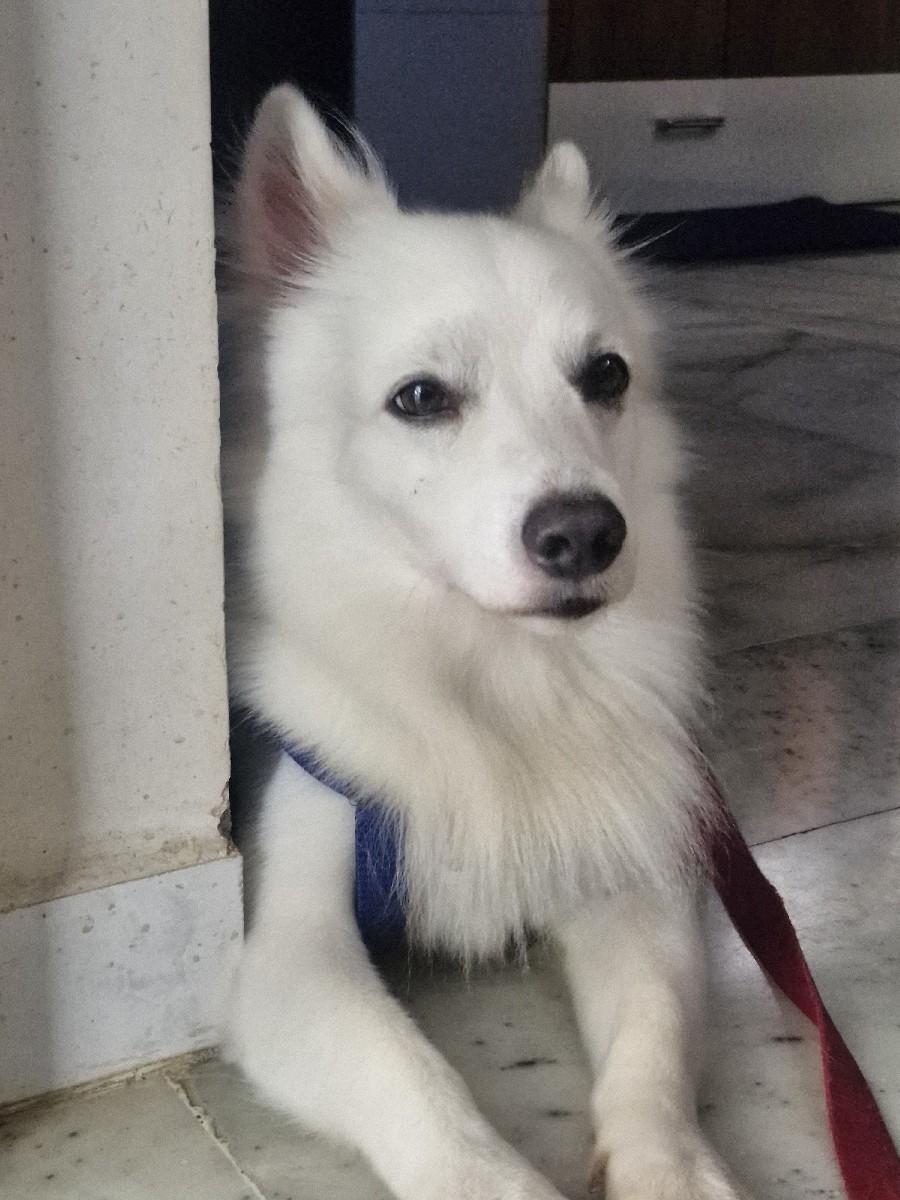 વેચવા no છે