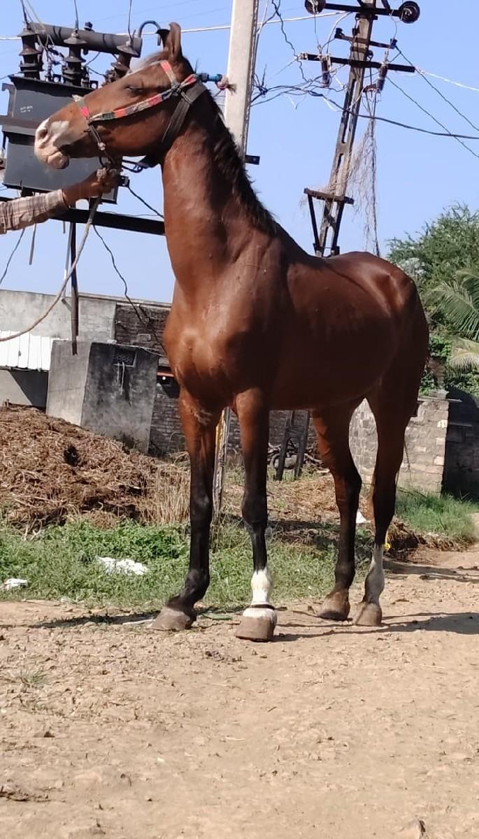 થંબનેલ 2