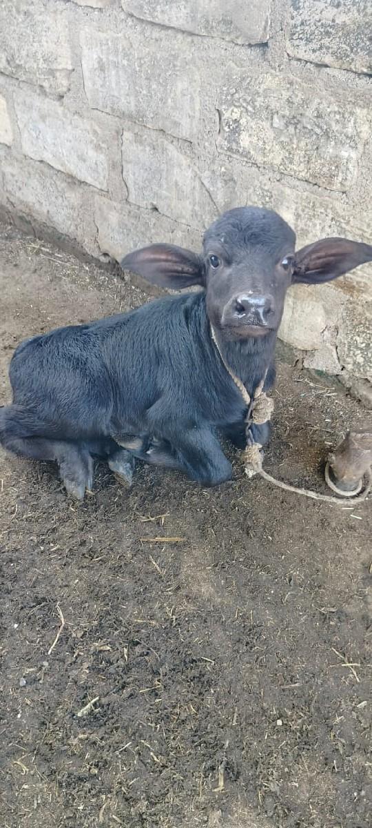 થંબનેલ 3