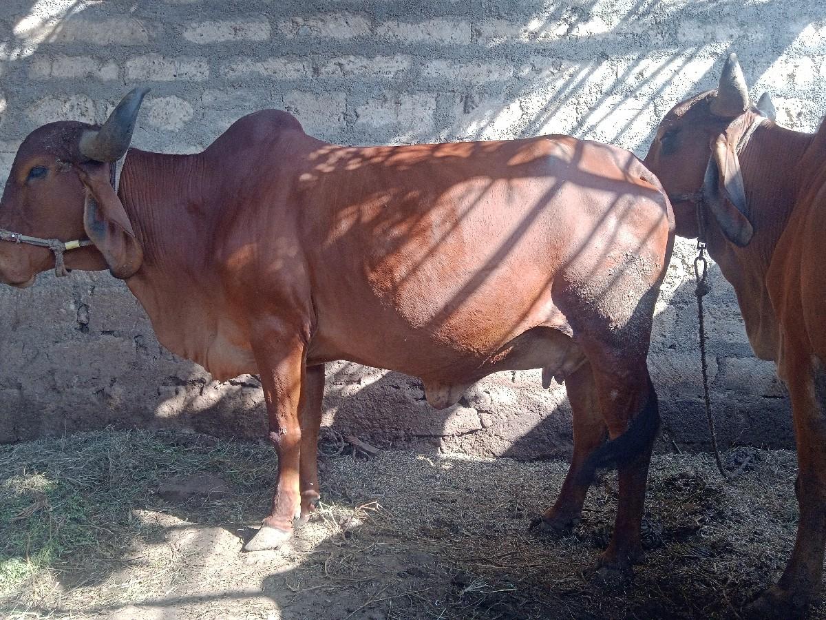 ગાય વેચવાની છે