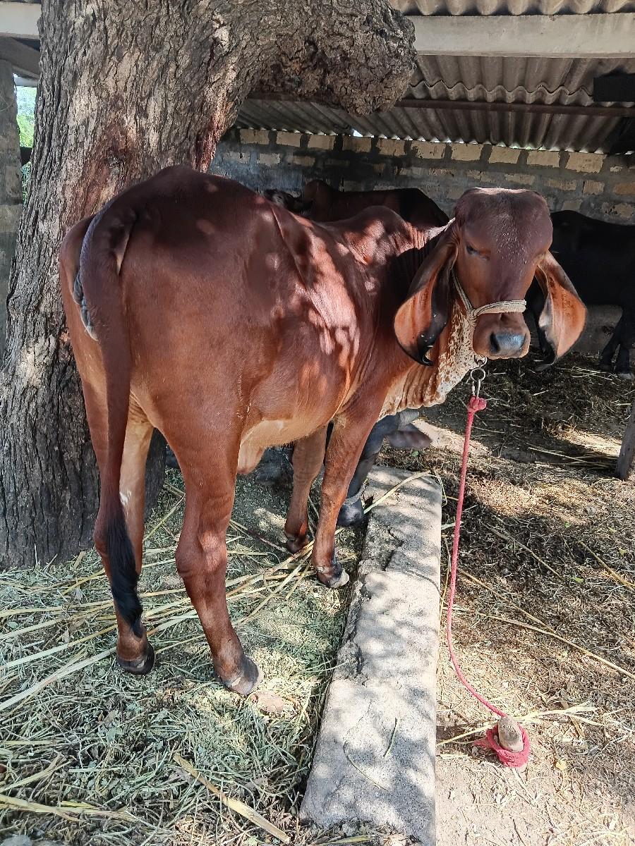 થંબનેલ 3