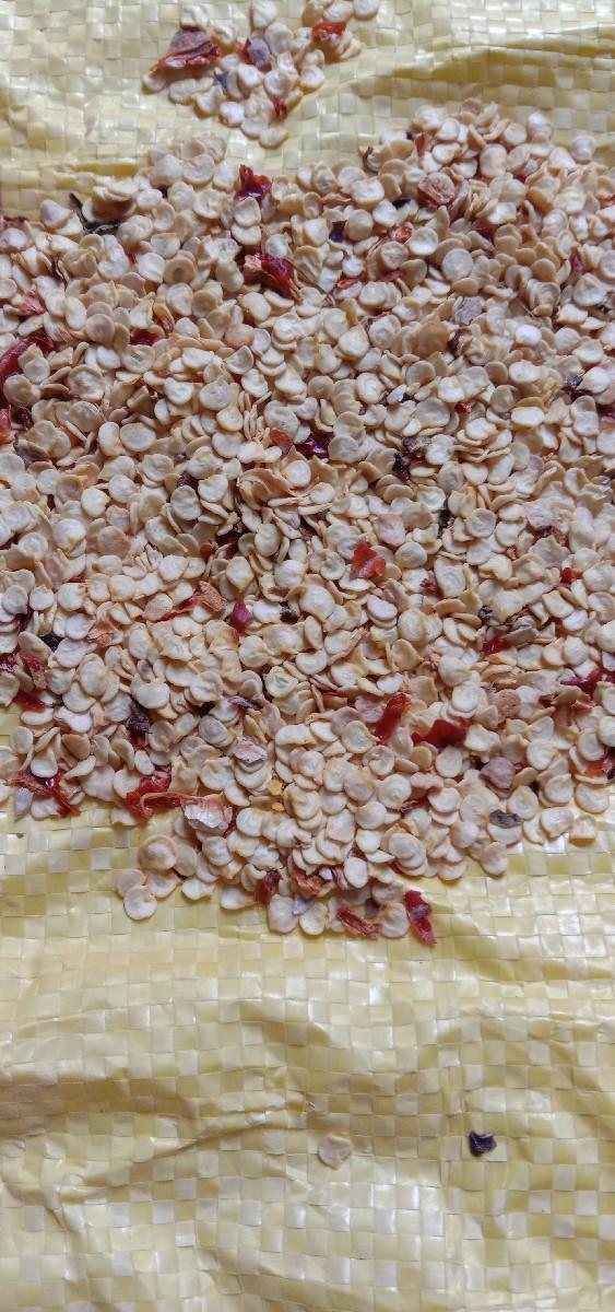 મરસી નું બીજ  દેશી દેવડા નું