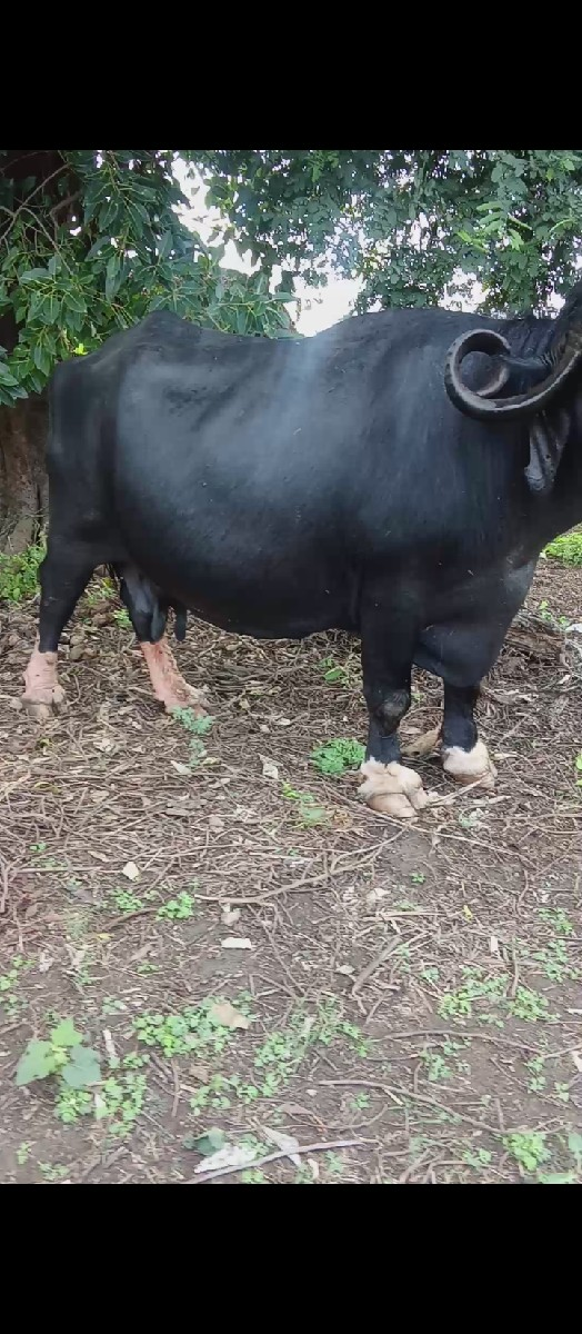 થંબનેલ 3