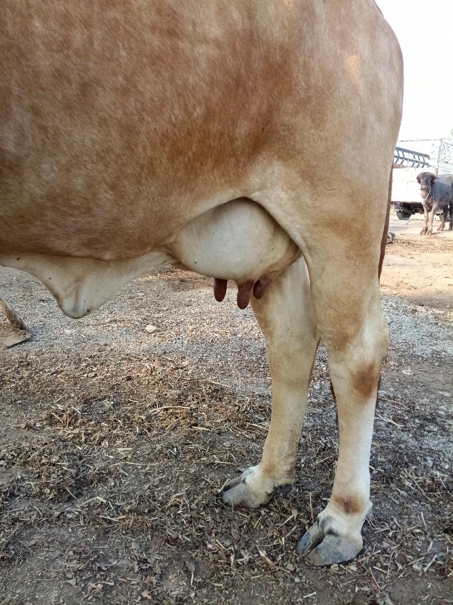 થંબનેલ 2