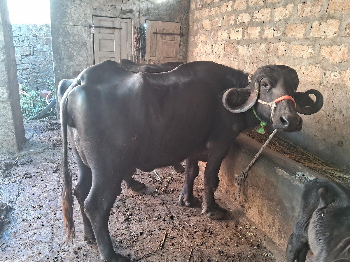 થંબનેલ 3