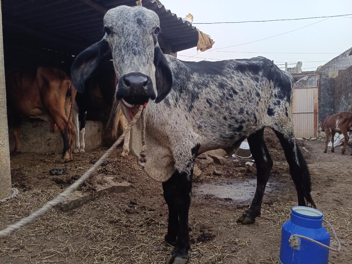 થંબનેલ 2