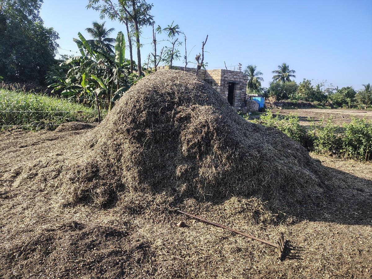 G20 મગફળી નો પાલો