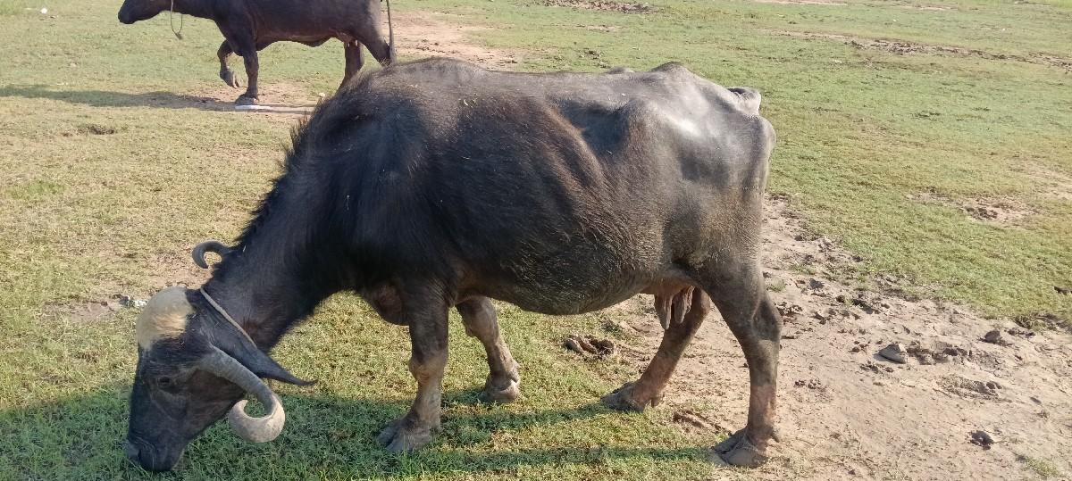 તાત્કાલિક ભેંસ વેચવાની છે