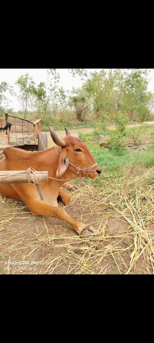 3 વાવણી વાવેલ ગોઢલા વેચવાના છે