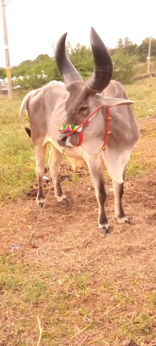 થંબનેલ 2