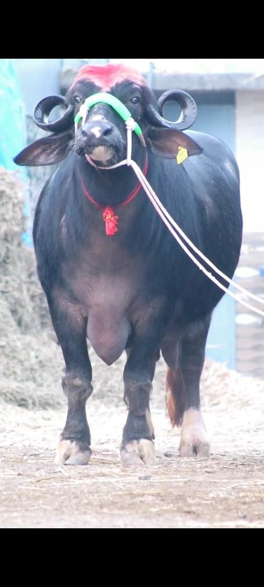 5.5. મહાના ગાભની4