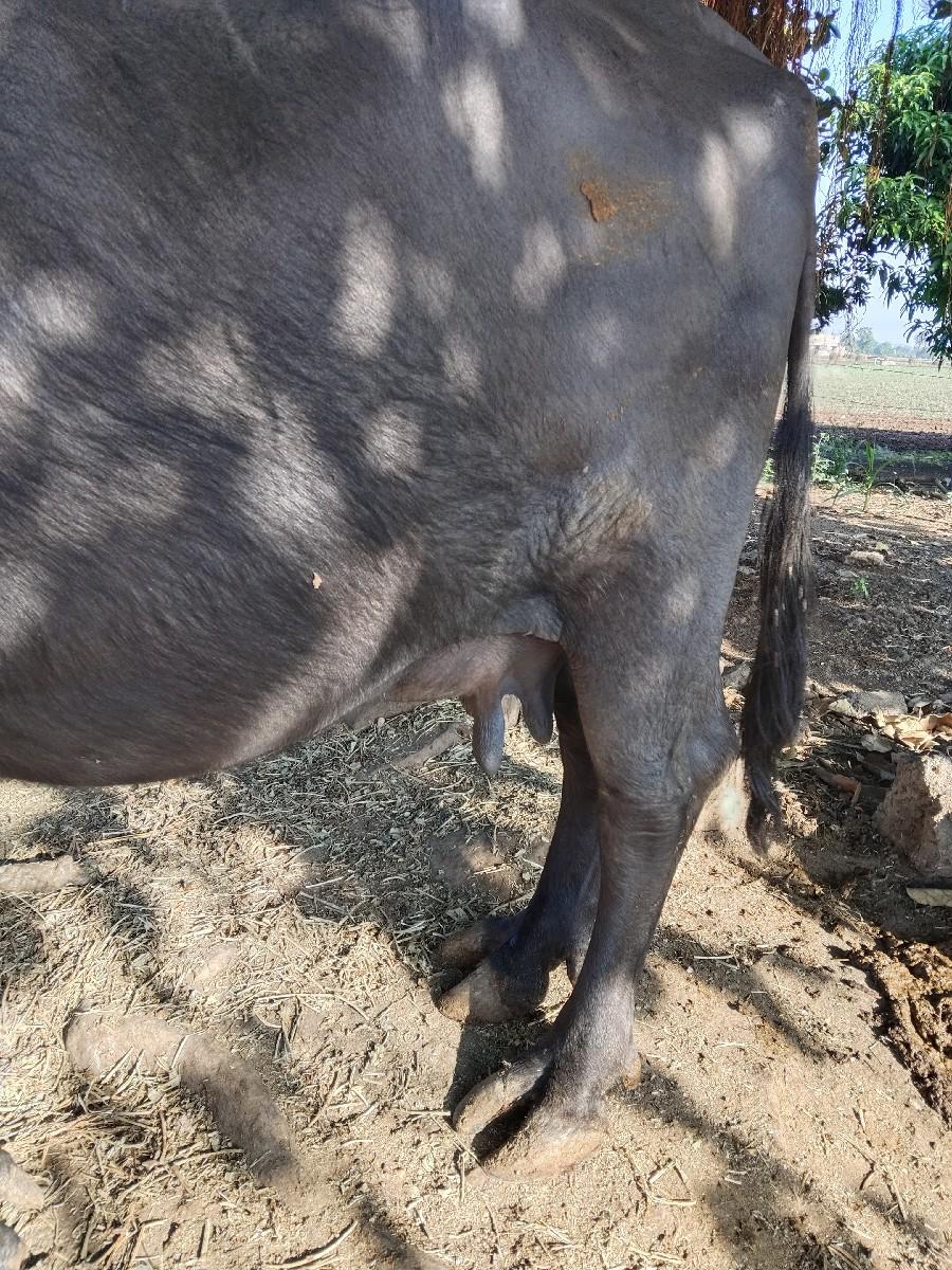 થંબનેલ 2