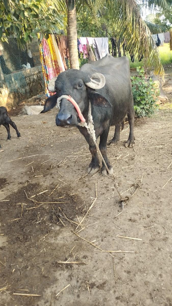 ભેંશ વેચવાની છે.